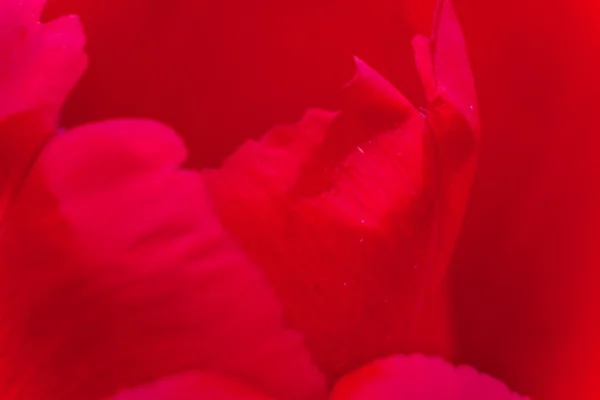 Closeup rose petals background — Stock Photo, Image