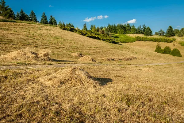 夏の草原を収穫します。 — ストック写真