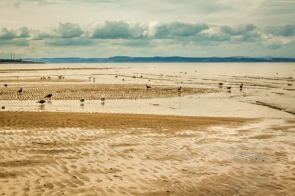 Seagulls on the Portobello beach at low tide — Stock Photo, Image