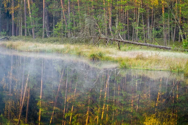 Туманне озеро в лісі — стокове фото