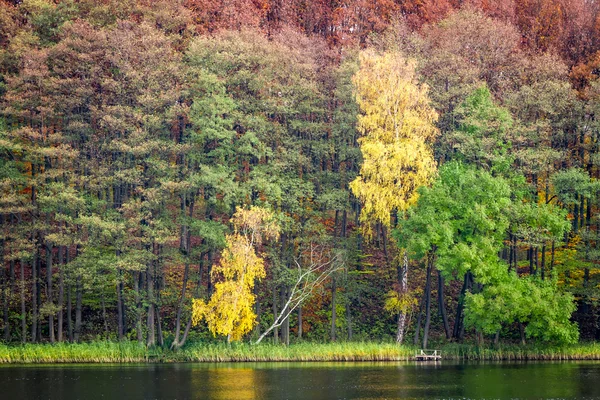 A tóra őszi erdő — Stock Fotó