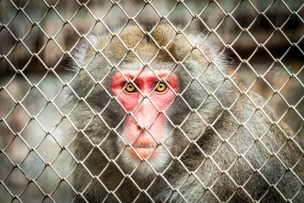 stock image Baboon in a cage at the zoo