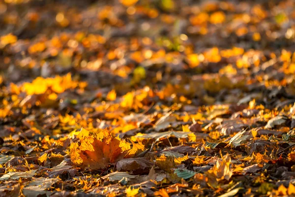 Ruta del bosque foliáceo en otoño —  Fotos de Stock