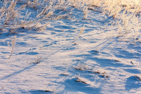 Frosen meadow in winter at dawn — Stock Photo, Image