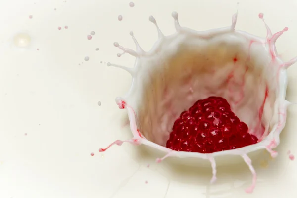 Raspberry close-up splash of milk — Stock Photo, Image