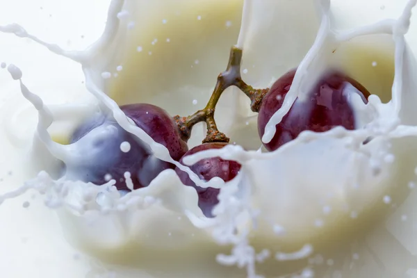 Splash mleka i ciemnych winogron — Zdjęcie stockowe
