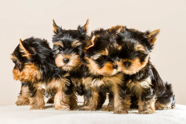 Pack of puppies Yorkshire isolated on white — Stock Photo, Image