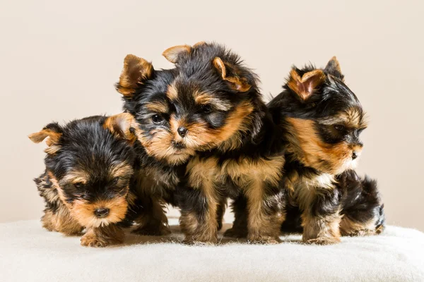 Stock image Yorkshire puppy pack isolated on white