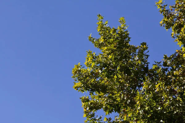 stock image Chestnut tree in early fall