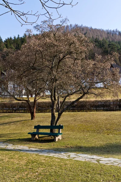 Bänk under ett träd — Stockfoto