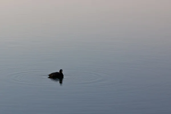 Pássaro de água escura — Fotografia de Stock