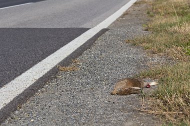 yanlışlıkla roadkill