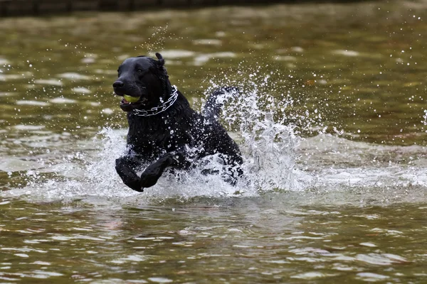 Dog retrieving a ball from water — Stock Photo, Image
