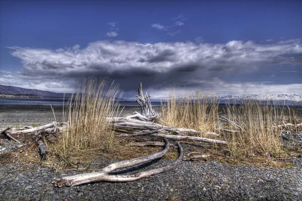 Driftwood oleh laut — Stok Foto