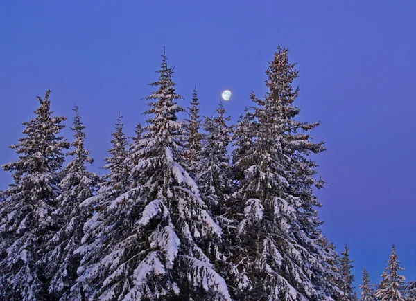 Kış Gecesi — Stok fotoğraf