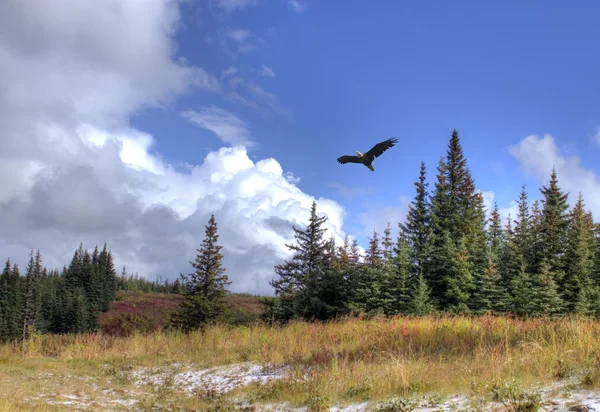 Adler im Höhenflug mit Landschaft — Stockfoto