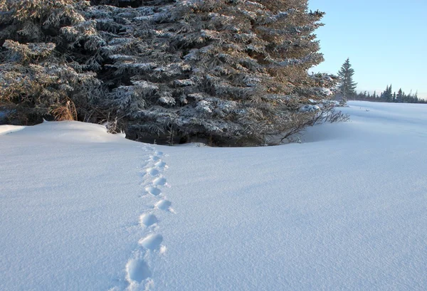 雪地上的山猫脚印 — 图库照片