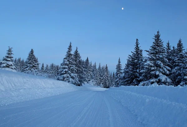 Estrada arborizada em uma noite de inverno — Fotografia de Stock