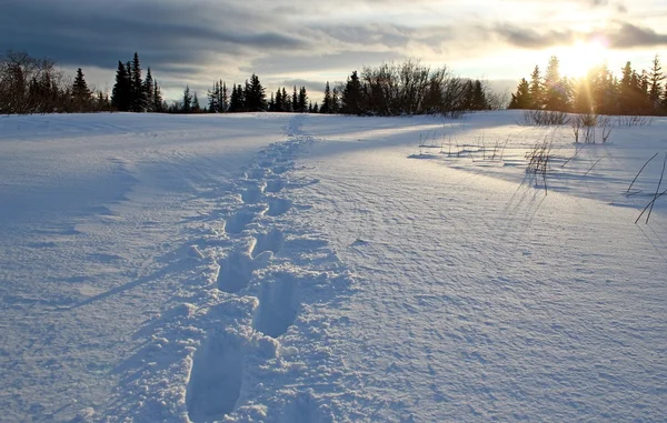 Snow boty trať při západu slunce — Stock fotografie