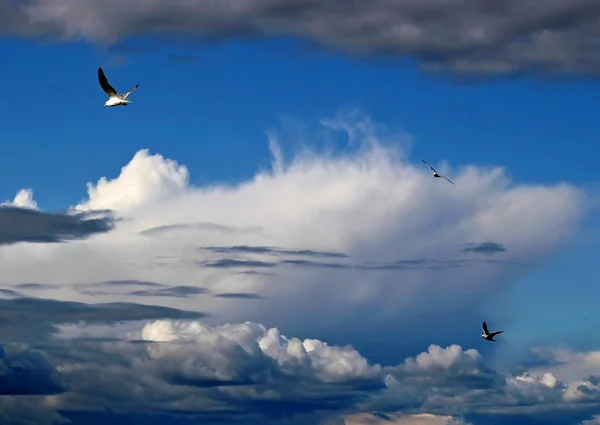 Dramatische wolken met Drieteenmeeuwen — Stockfoto