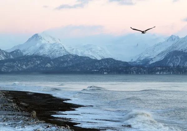Alaskan strand bij zonsondergang met vliegende adelaar Stockfoto