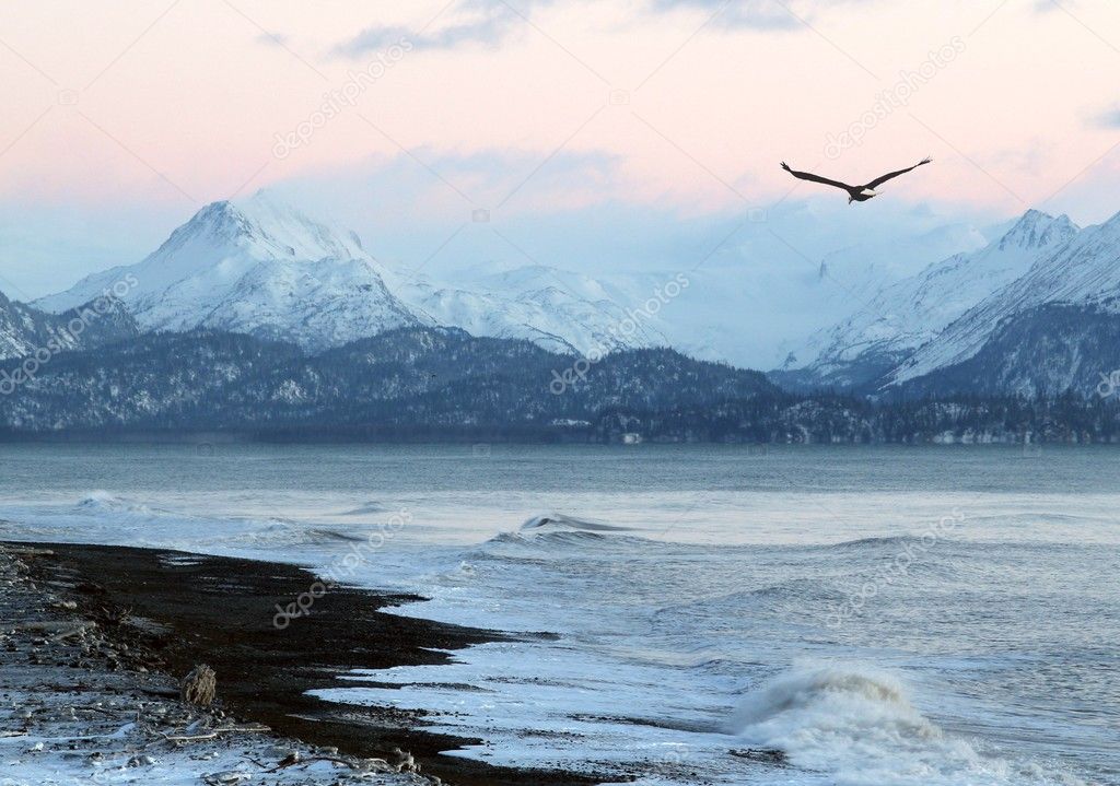 Alaskan beach at sunset with flying eagle