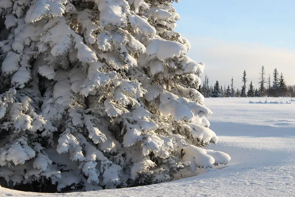 Obrovský smrk strom v zimě — Stock fotografie