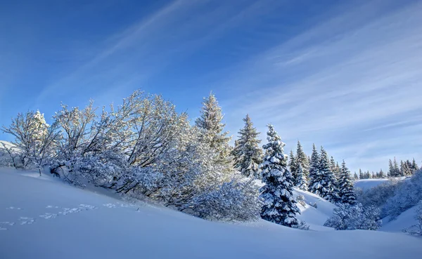Alaskan snow szene — Stockfoto