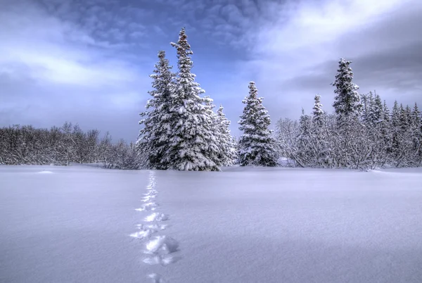 Caminho através da neve — Fotografia de Stock
