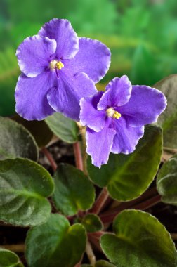 African Violet (Saintpaulia) flower clipart