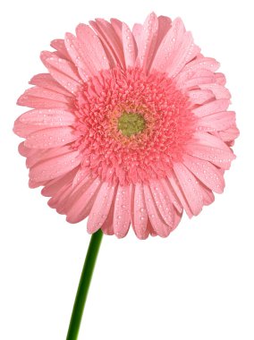 pembe gerbera çiçek