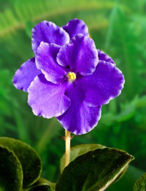 African Violet (Menekşe) çiçek