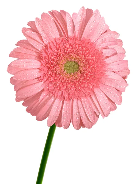 Розовый цветок Герберы — стоковое фото