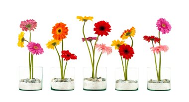 gerbera çiçek