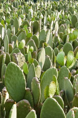Prickly pear (opuntia) cactus nopal clipart