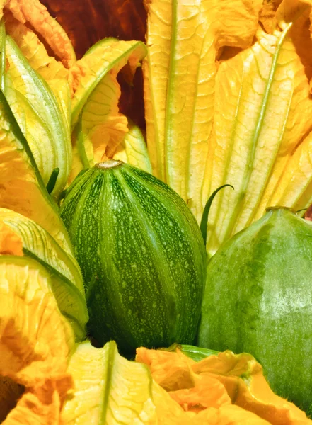Zucchini Flower — Stock Photo, Image
