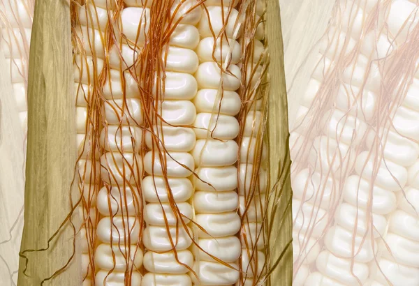 Pannocchia di mais bianco fresco — Foto Stock