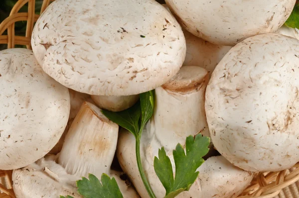 Primo piano di funghi bianchi freschi saporiti in un cesto — Foto Stock