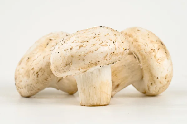 stock image Cooking ingredients, Three fresh mushrooms champignon