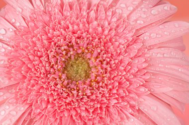 Pink Gerbera flower clipart