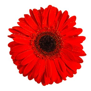 izole kırmızı gerbera çiçek