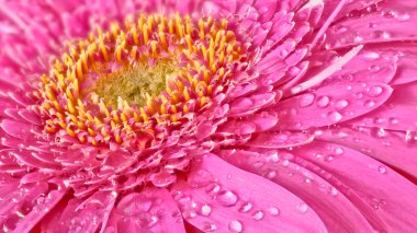 pembe gerbera çiçek