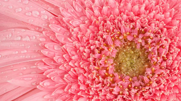 Розовый цветок Герберы — стоковое фото