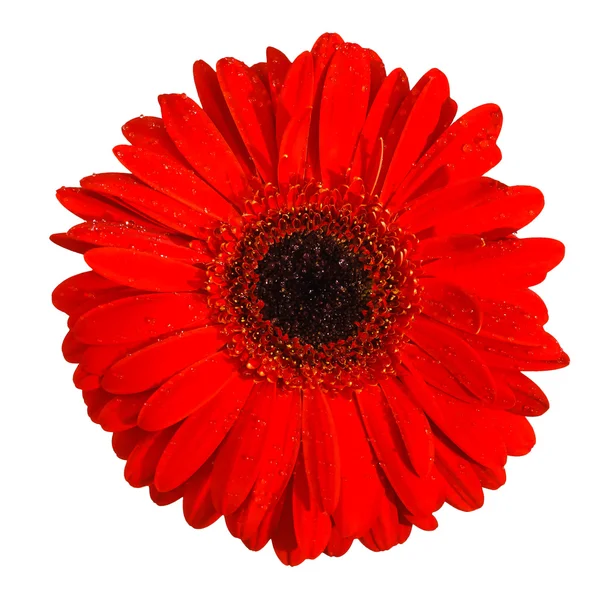 Красный цветок гербера изолирован — стоковое фото