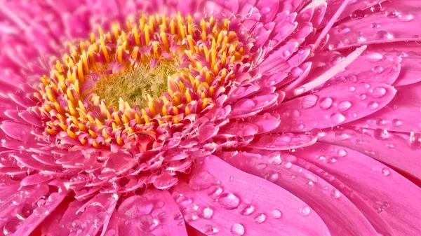 Ζέρμπερα ροζ λουλούδι — Φωτογραφία Αρχείου