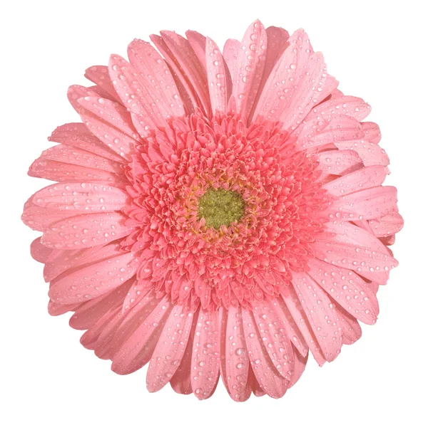 Розовый цветок герберы изолирован — стоковое фото