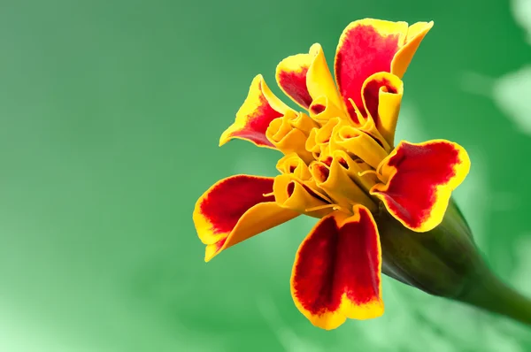 Flor de calêndula vermelha "Tagetes " — Fotografia de Stock