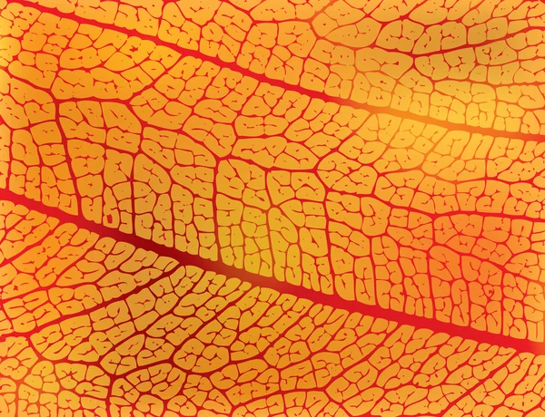 秋天的叶结构的 — 图库矢量图片