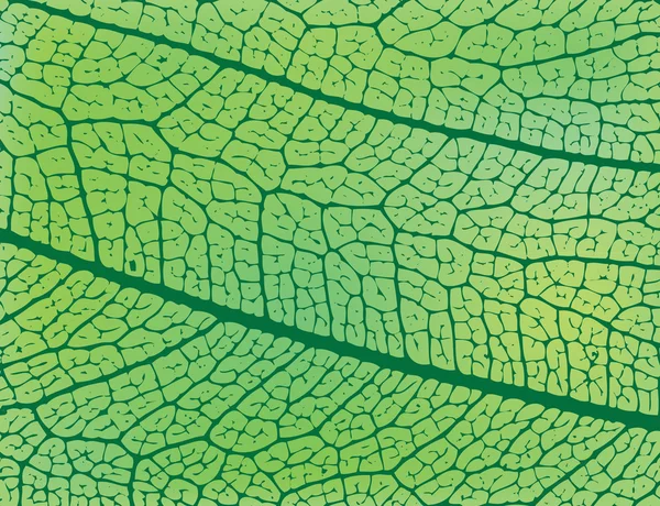 Structure de la feuille de printemps — Image vectorielle