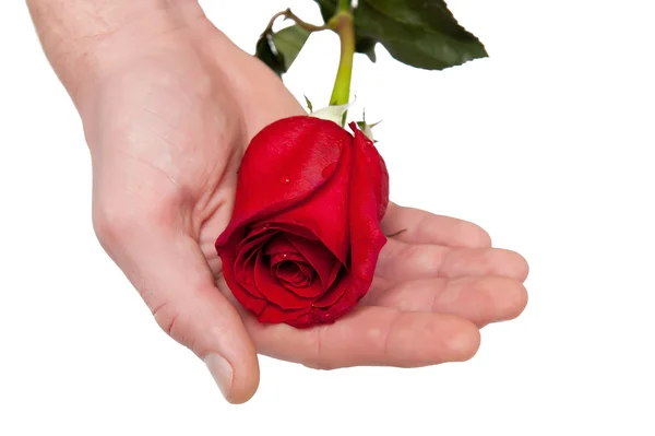 La mano del hombre extendió una rosa sobre un fondo blanco — Foto de Stock